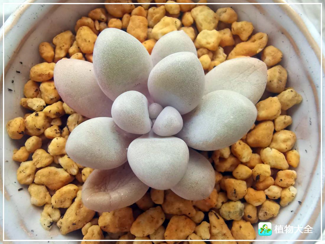 多肉植物艾伦视频,多肉植物艾伦价位