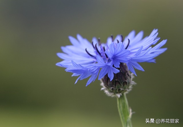 蓝色花卉矢车菊,最名贵的蓝色矢车菊