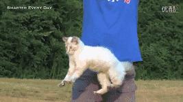 猫怎么做到高处摔不死,真相猫