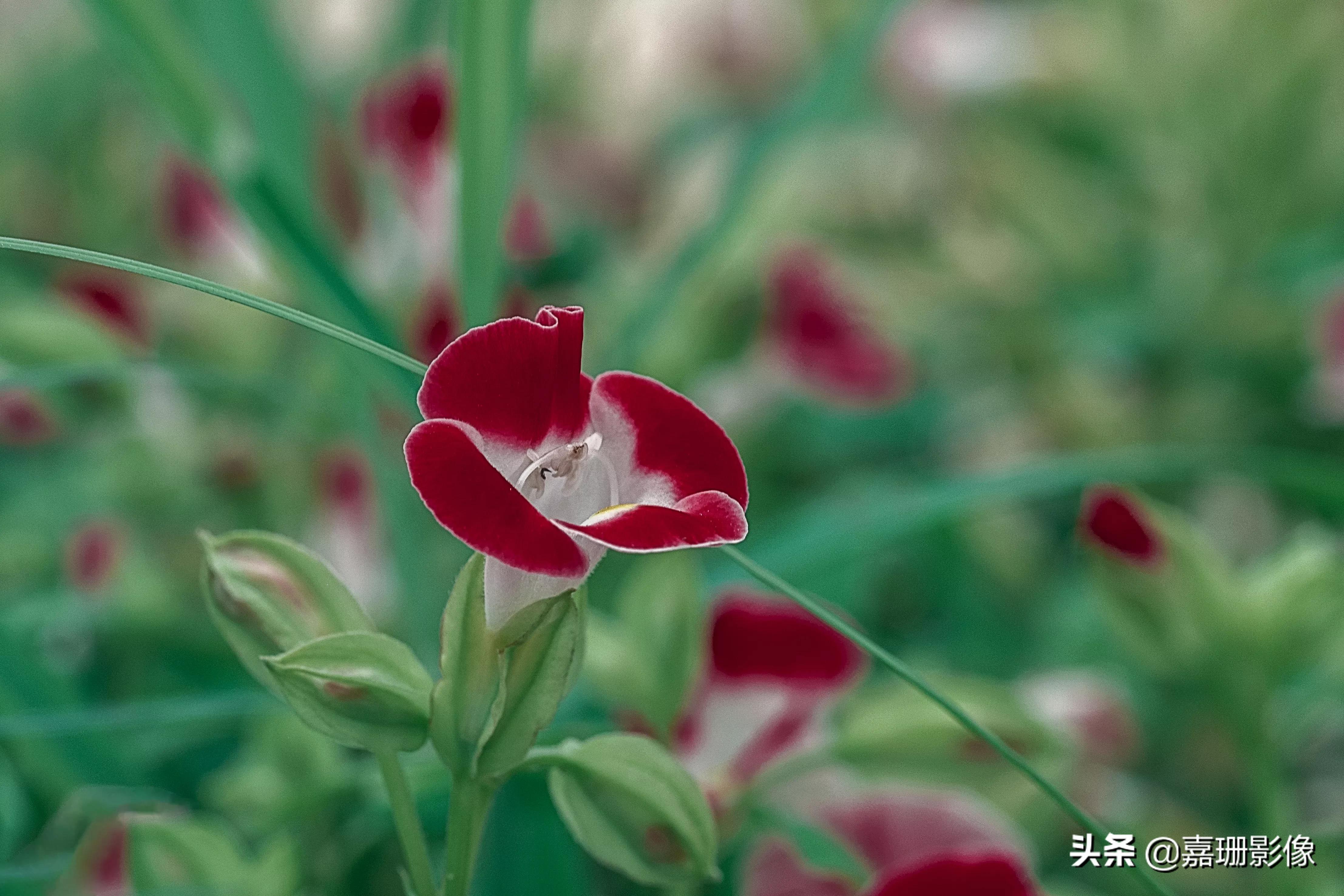 看看花容,听听花语2020年我镜头里的百种花卉