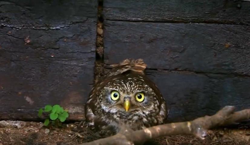 人造子宫实现让人类复活,人类能接受人造子宫吗