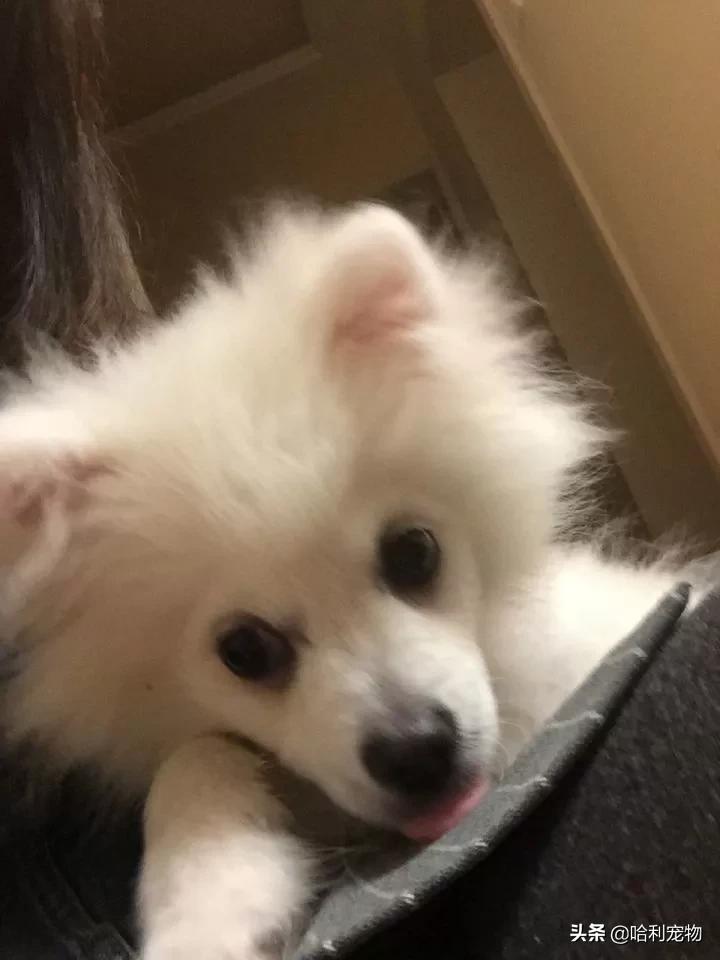 银狐犬爱掉毛吗,银狐犬讨人喜欢