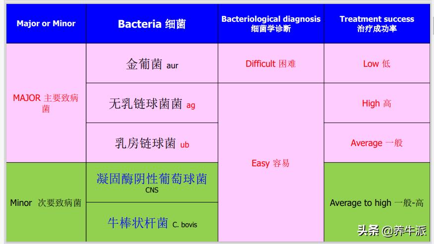 奶牛乳房炎症硬块怎么消除,高产奶牛乳房炎治疗原则