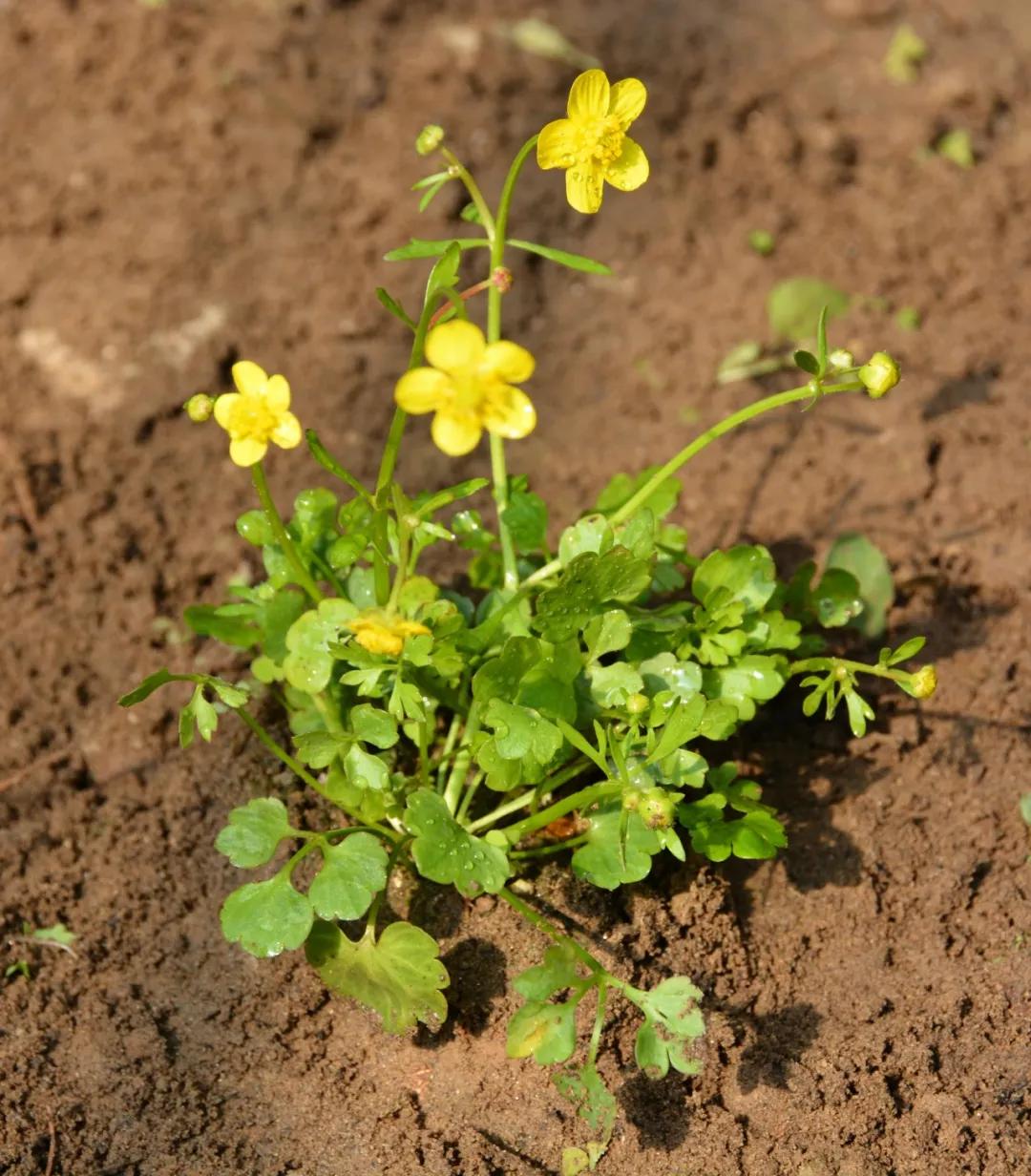 硬核整理!高清中药教材原植物彩*图色**谱(四期)