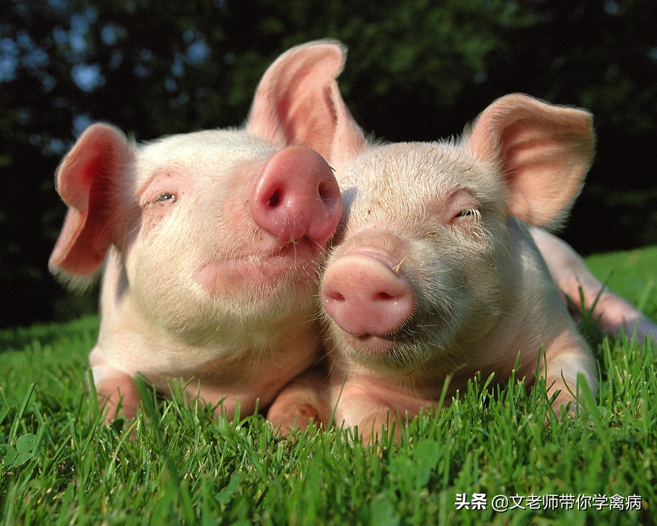 小猪顽固性拉稀,小猪顽固性拉稀怎么办