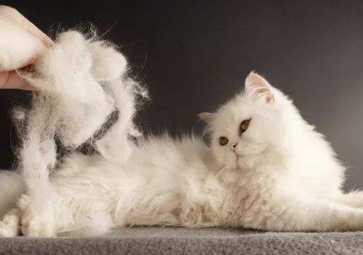猫咪暴瘦掉毛严重,猫咪掉毛吃什么好