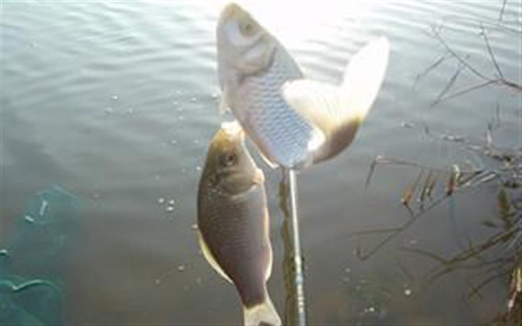 手竿爆炸钩钓鲤鱼,手竿爆炸钩鲤鱼