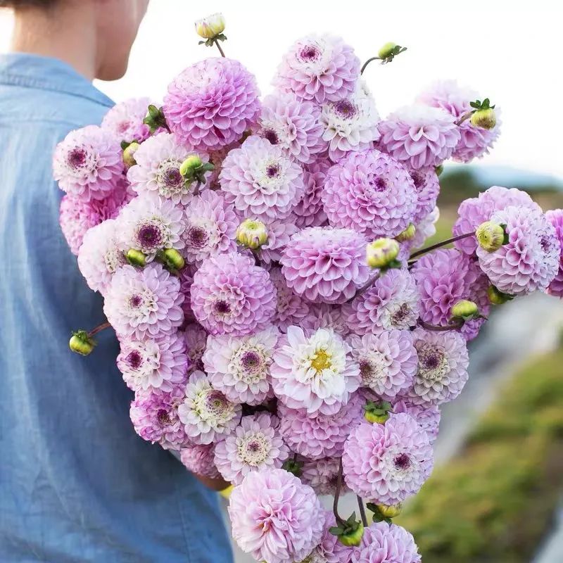 4种花适合秋天养漂亮又好养,庭院养花就养3种花开花多