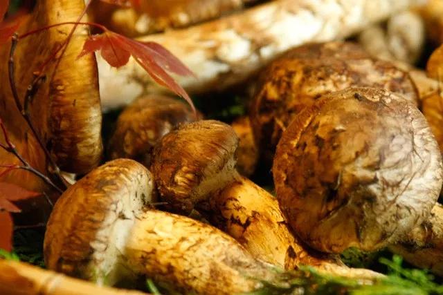 松茸菌干货的吃法,新鲜松茸菌怎么做好吃一点