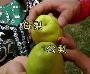 这些奇葩口味的披萨你都尝了吗,那些反人类的奇葩发明