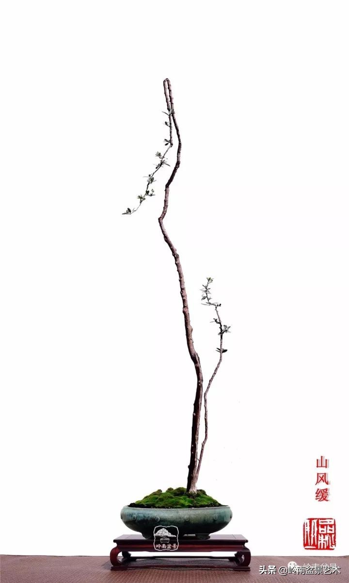 双干树,双干型果树