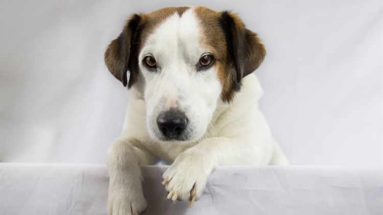 狗狗尾巴夹着什么原因,狗狗把尾巴咬紫了怎么办