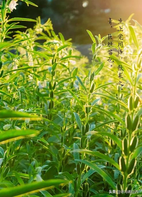 上官氏麻酱：迎泽有绝品蘸后百味香