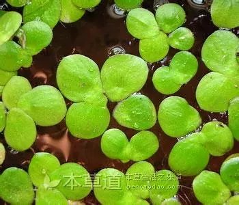 养龟养什么植物,养龟环境种什么植物