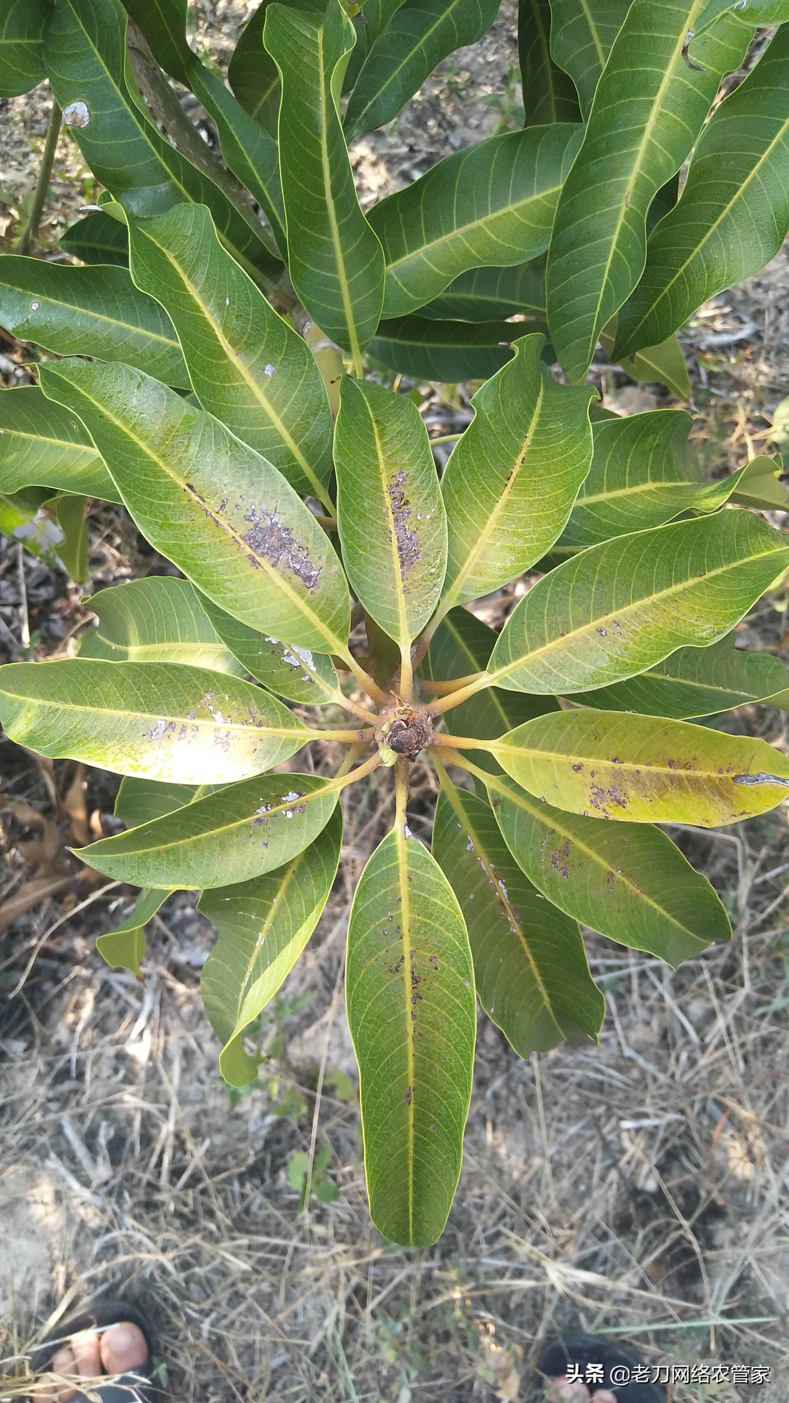 芒果炭疽病用什么杀菌剂效果好,芒果树叶炭疽病的症状及表现