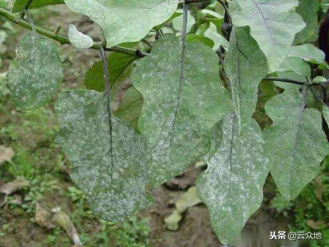 蔬菜粉虱病的防治方法,蔬菜白粉菌病怎么治