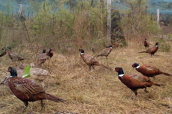 养殖致富好项目有哪些名称,有什么农村养殖致富小项目