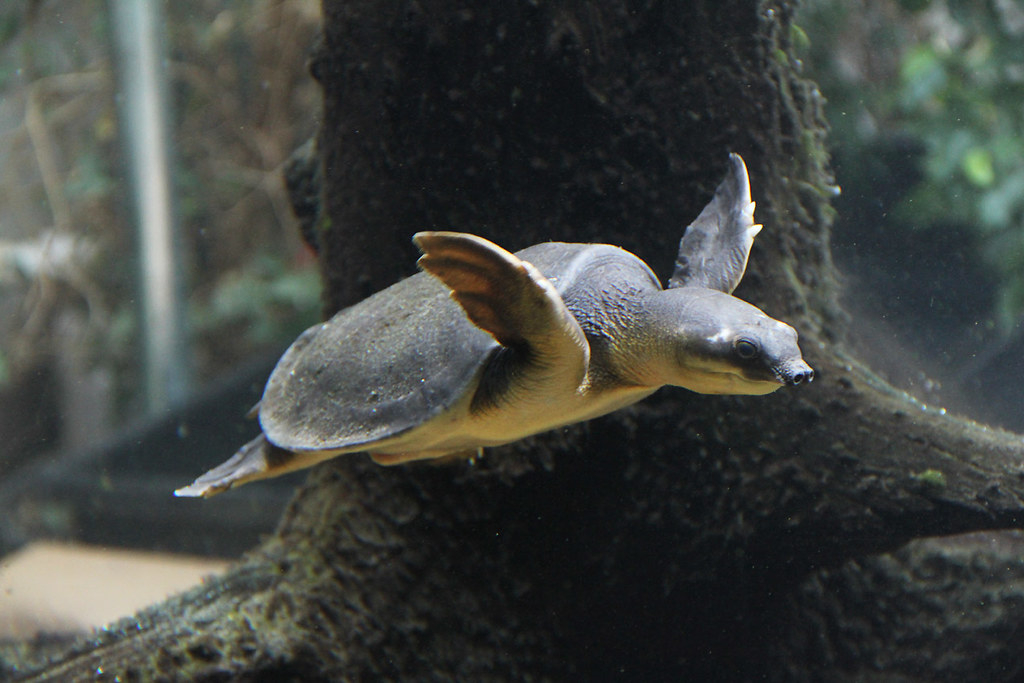 淡水河一霸！什么才算猪鼻龟的完美生活？