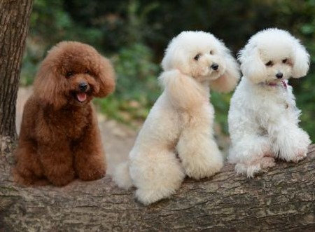 狗狗一直拉肚子是怎么回事,狗狗一直拉肚子是什么原因