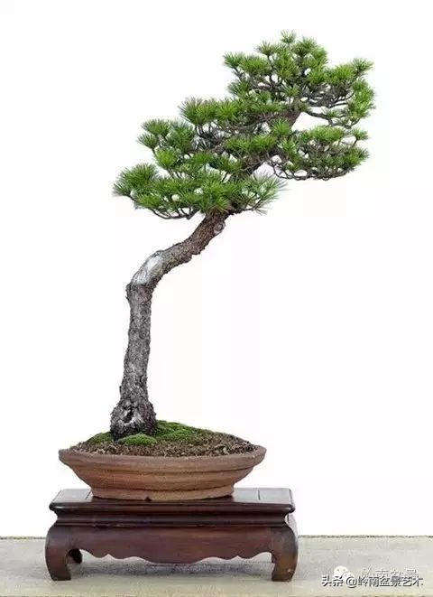 素仁格与文人树,你怎么看?