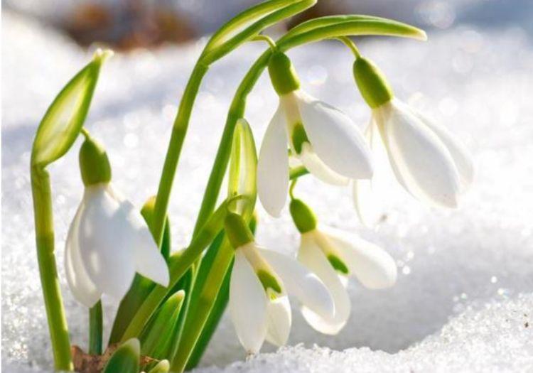 公认最美的十种花,十大最漂亮花风景