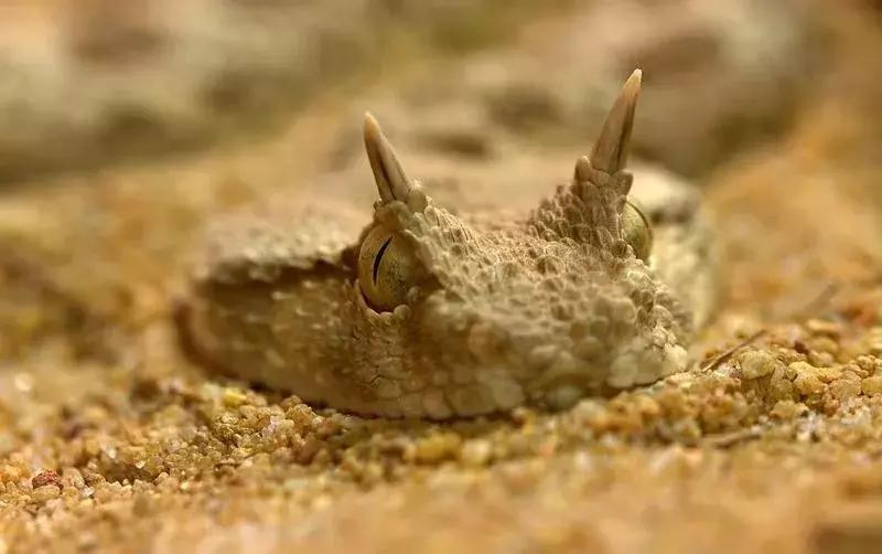 如何让观赏蛇类在人工环境下住得幸福