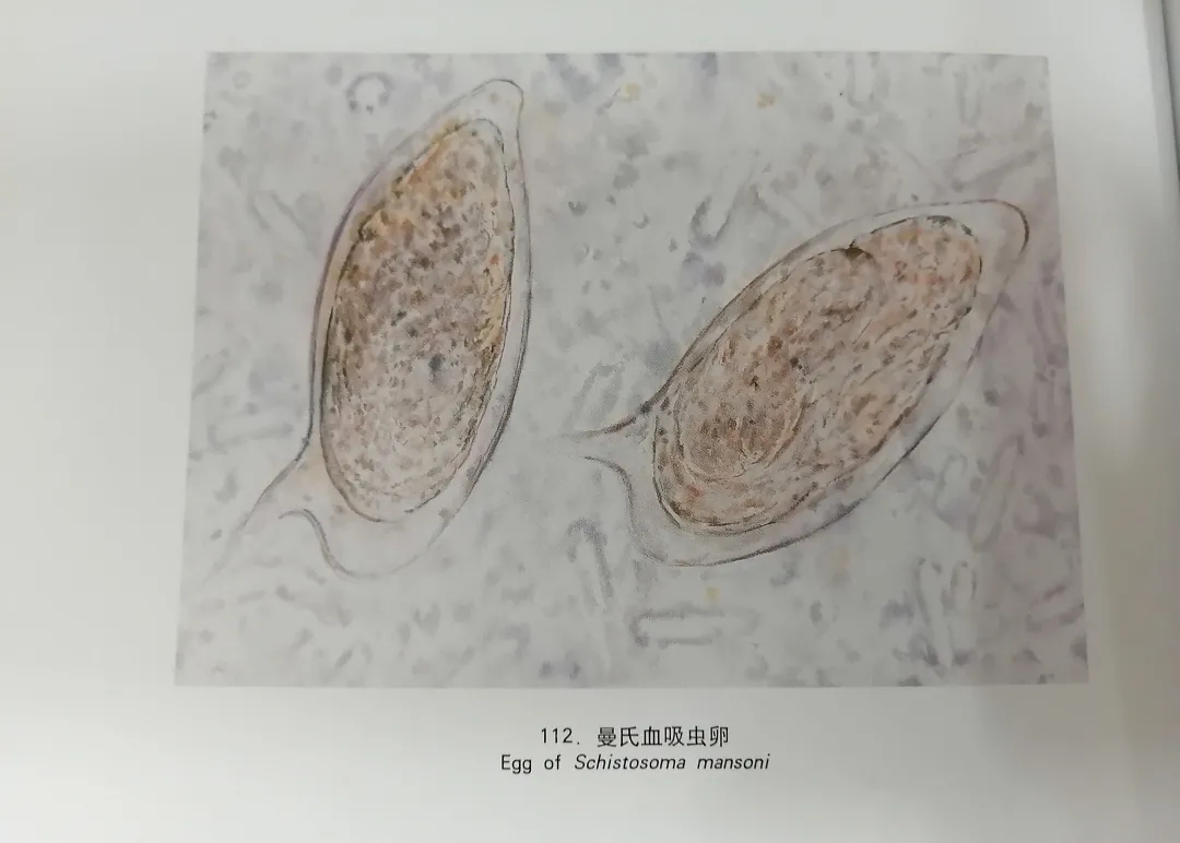 医学生学习打卡做题,医学生学习成果检验视频