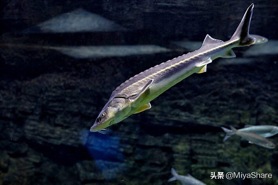 鱼子酱真的有那么好吗,鱼子酱护肤品里面的鱼子酱怎么用