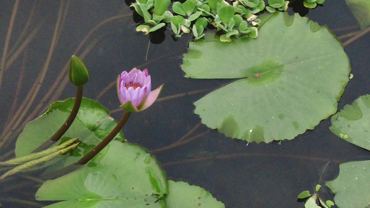 一处清净之地,五缘湾湿地公园风景如画