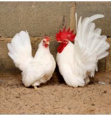 成都乌鸡养殖基地,大型观赏鸡养殖基地