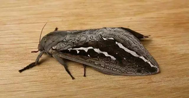 柑橘爆皮虫的防治最佳时期,柑橘天牛钻心虫最佳防治方法