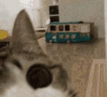 猫属于肉食动物一般不吃什么,猫咪是肉食动物为什么也吃饼干