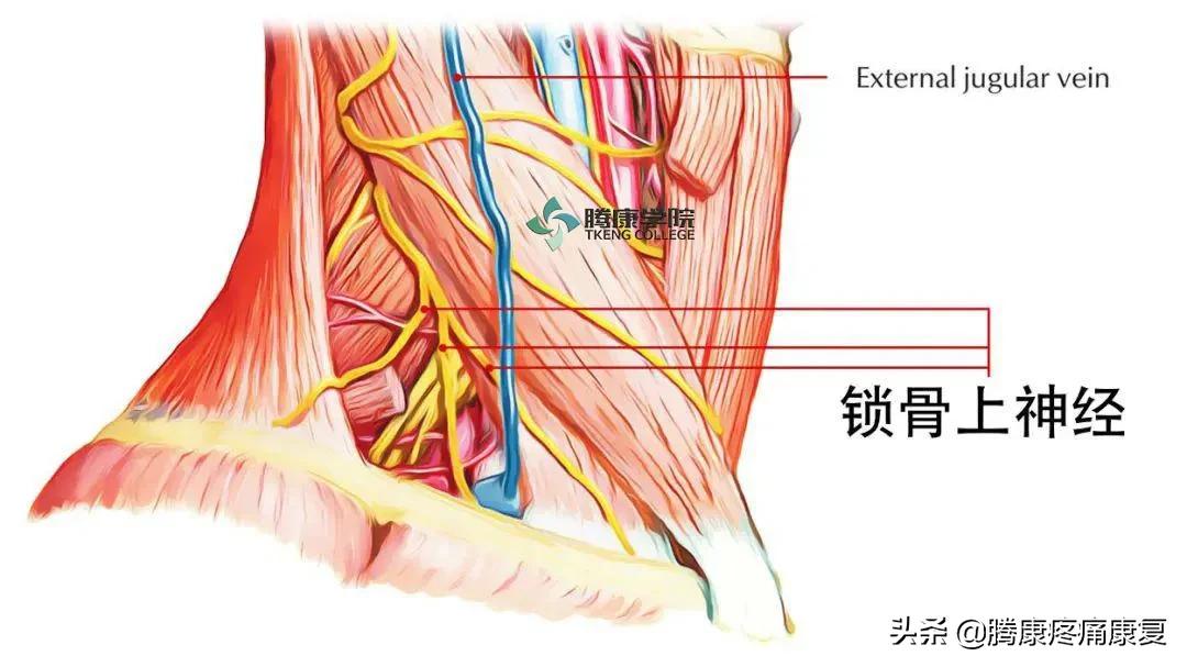 最全!脊神经系统汇总