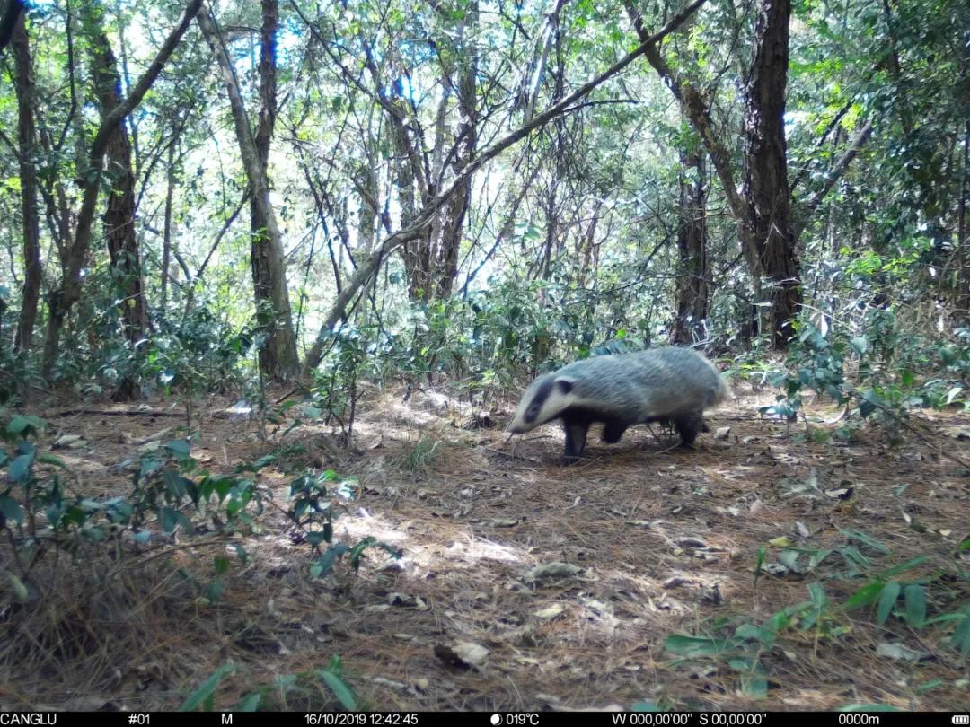 鲁迅笔下的猹怎么吃,鲁迅里的猹