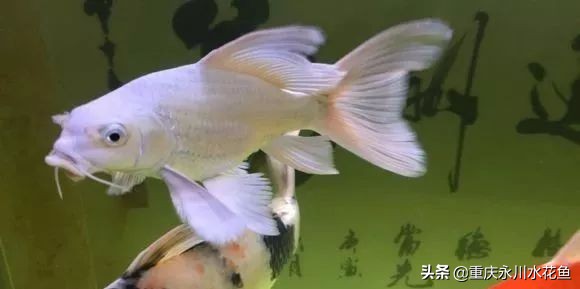 普身蝴蝶鲤和龙凤锦鲤的区别,龙凤锦鲤和蝴蝶锦鲤哪个更贵