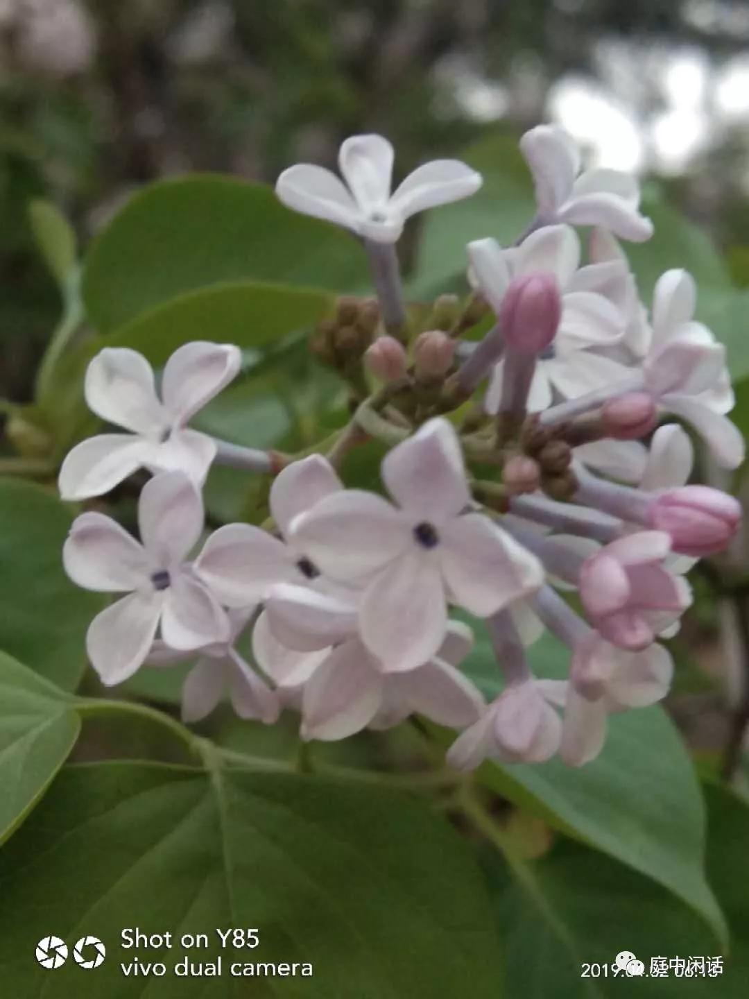 新蕾公园芍药,新蕾公园有什么树