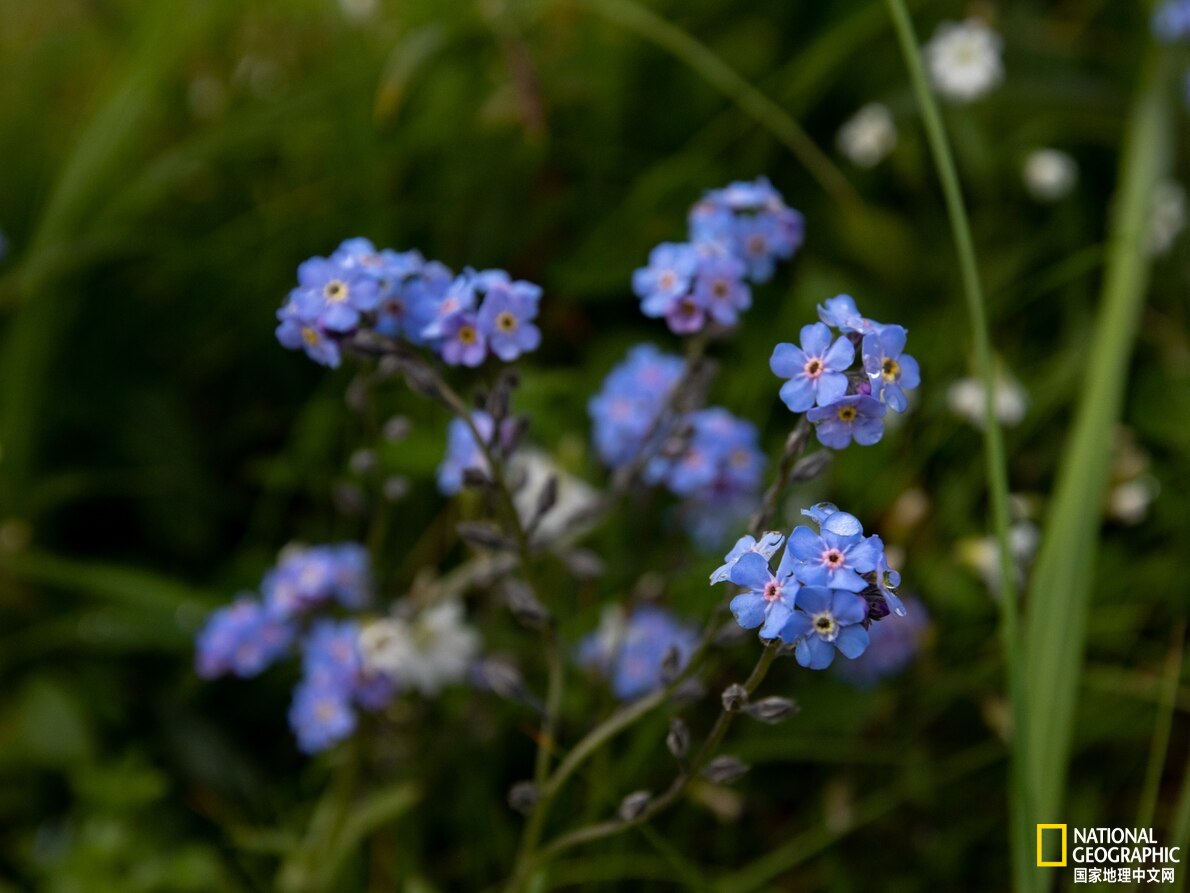 阿拉斯加听海,在阿拉斯加海湾听海