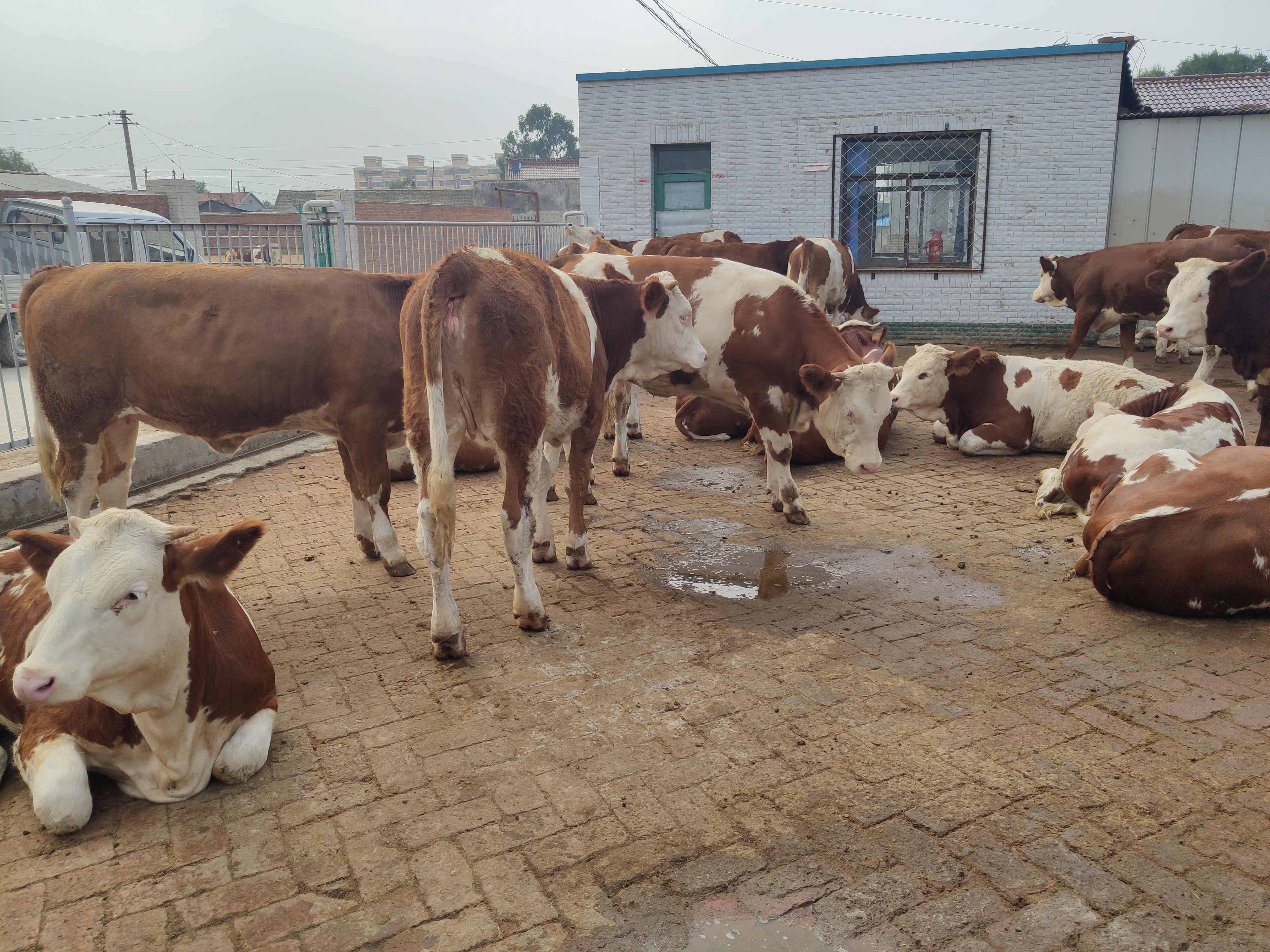 如何申请养牛补贴政策,农村养牛补贴项目有哪些