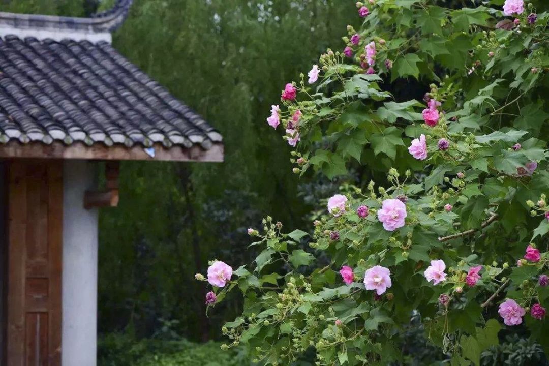 这场关于成华社区「生活美学」的讨论，一定有你参与~