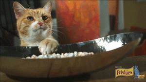 猫圈总结,猫圈玄学刚出生的猫