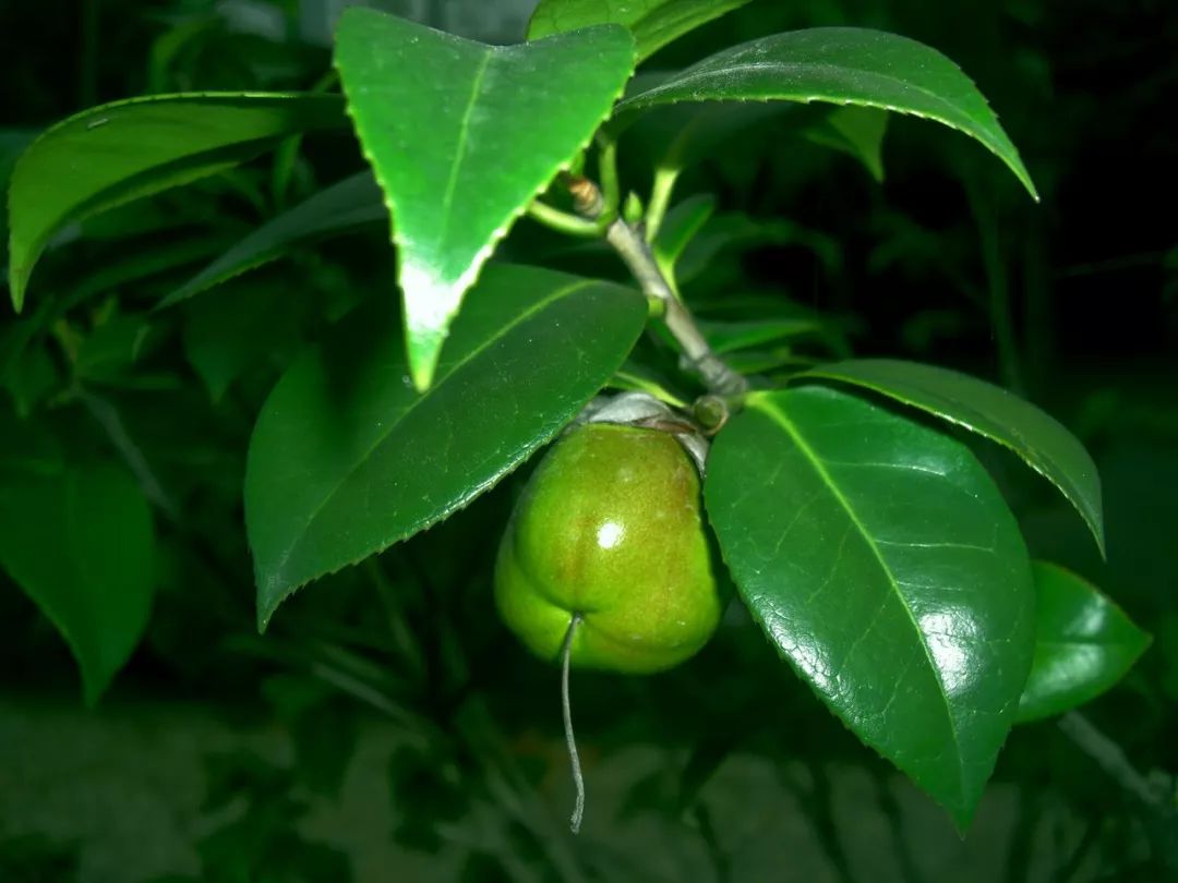 懒人山茶花,山茶花日常