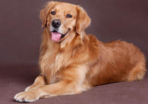 狗狗呕吐怎么办别慌教你轻松解决,狗狗频繁呕吐是什么原因怎么治疗