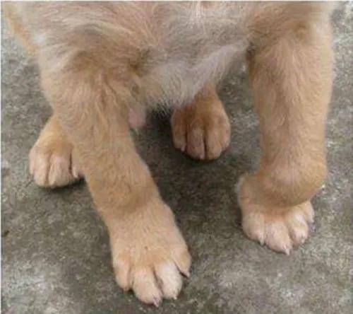 狗子腿麻是什么原因,狗腿关节红肿是什么症状