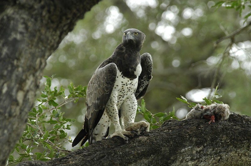 战鹰：非洲最大，最强大的鹰