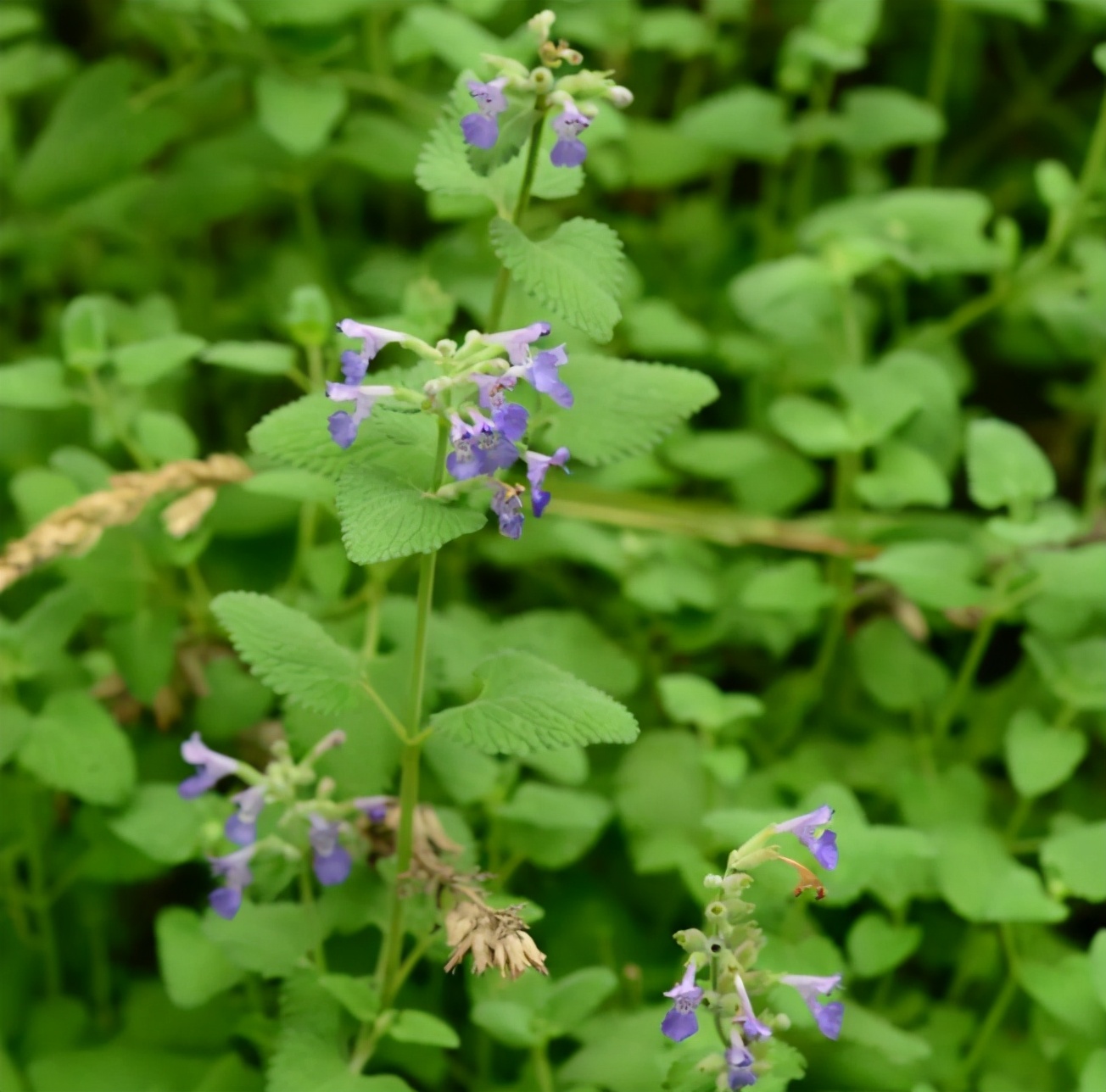 猫薄荷为什么会让猫神魂颠倒,猫薄荷到底有多吸引猫