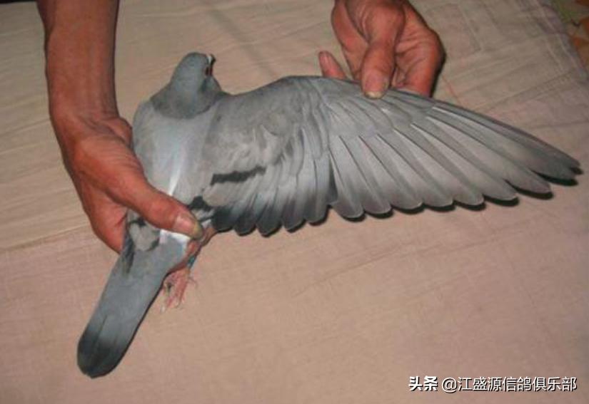 养鸽技巧大全,新手养鸽基础知识