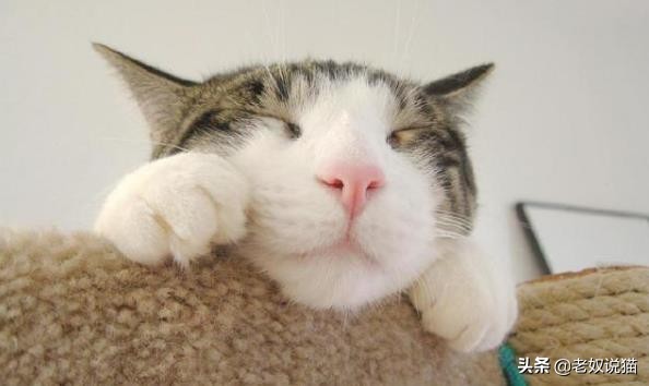 主人睡觉放屁时猫的反应,猫为什么对着人放屁