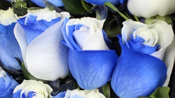 五种常见花材有什么颜色,常见绿色花材