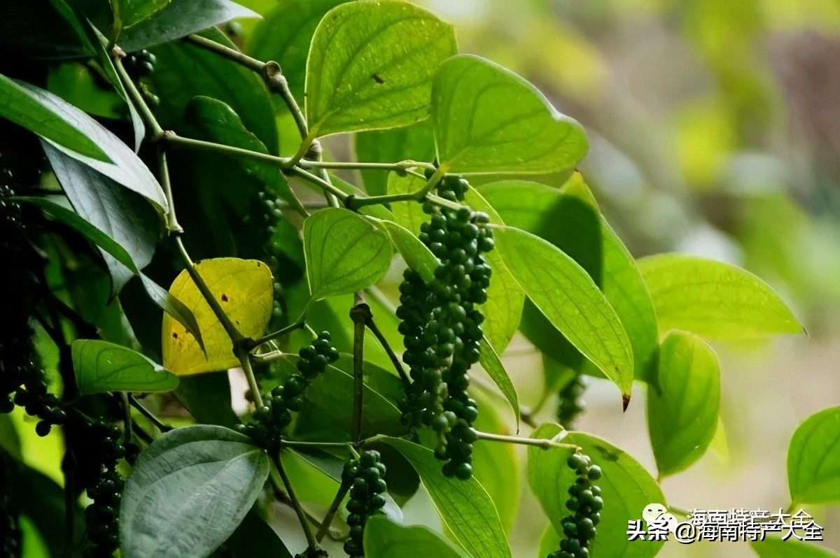 海南白胡椒今日价格多少钱一公斤,11月30日海南胡椒价格