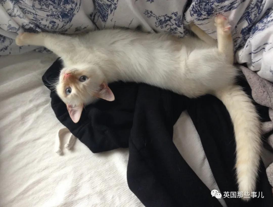 养暹罗等于养好几种猫,重庆暹罗猫变黑了还能白回来吗